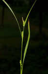 Inflated narrow-leaf sedge